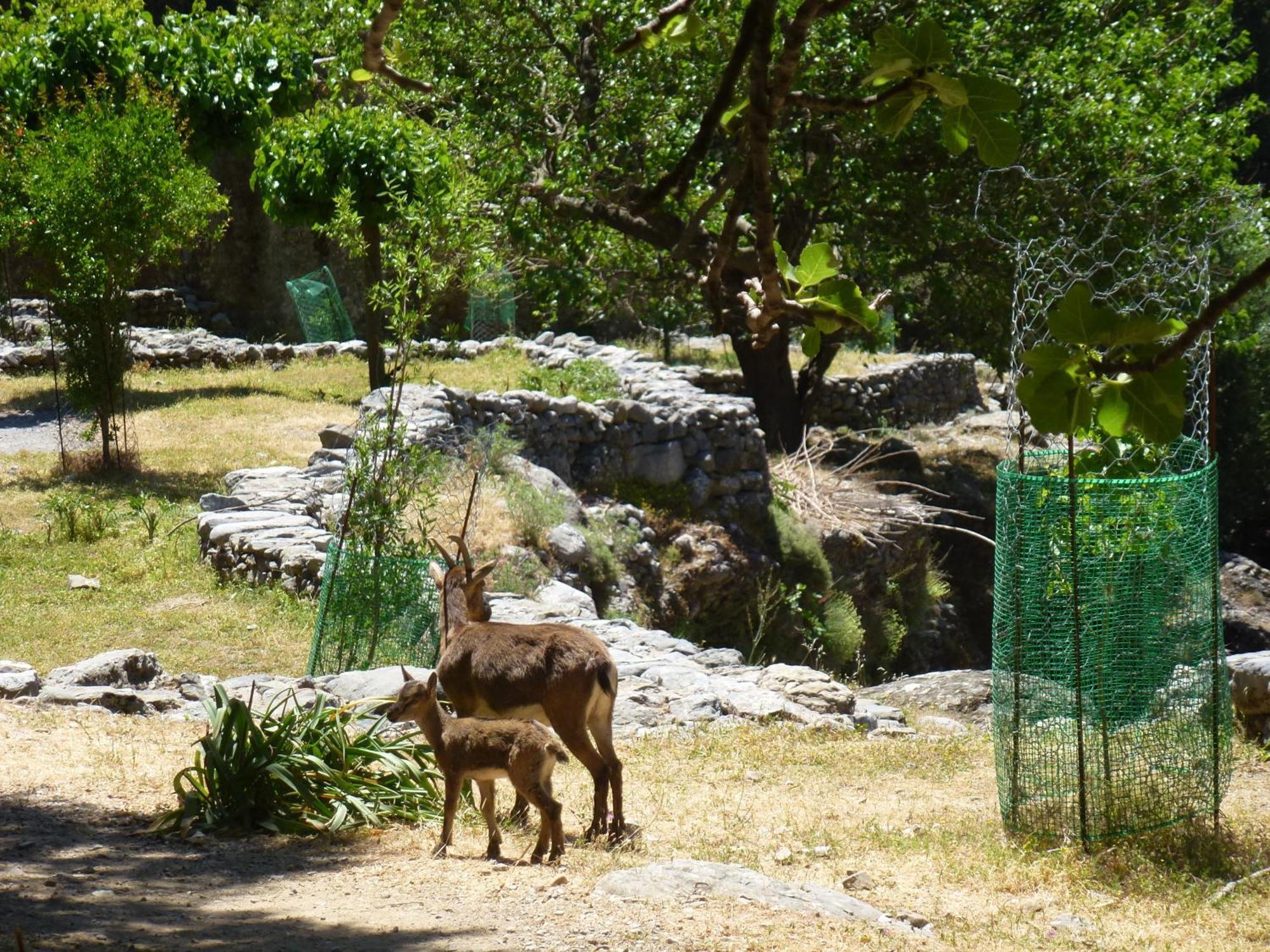 Apartmán Calypso Agia Roumeli Exteriér fotografie